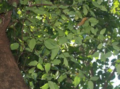 Helicanthes elastica