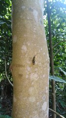 Traulia azureipennis