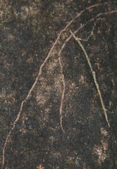 Helicanthes elastica