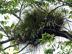 Pandanaceae