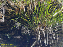 Pandanaceae