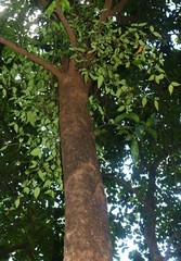 Helicanthes elastica