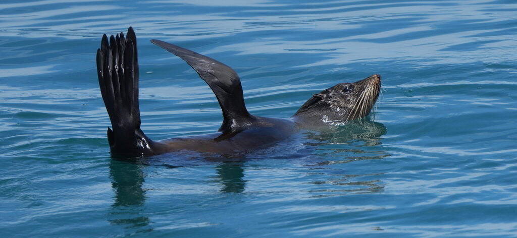 Fur seal floating at the surface of blue water with two flippers raised