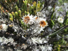 Achyranthemum paniculatum