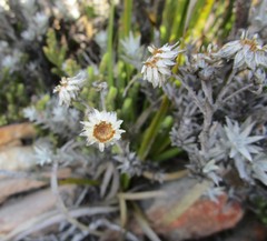 Achyranthemum paniculatum