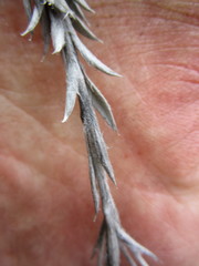 Achyranthemum paniculatum