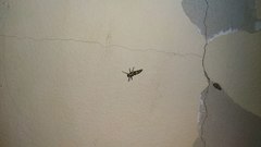 Coelophora inaequalis