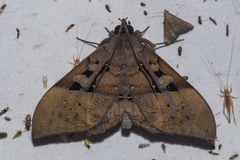 Ischyja