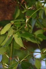 Helicanthes elastica