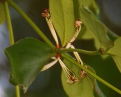 Helicanthes elastica