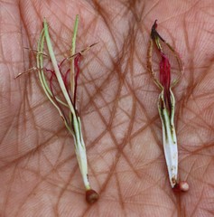 Helicanthes elastica