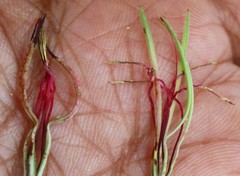 Helicanthes elastica