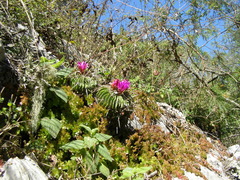 Echinofossulocactus lamellosus