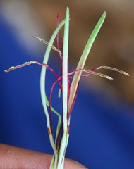 Helicanthes elastica