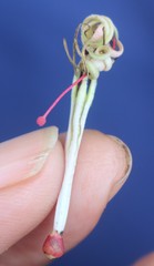 Helicanthes elastica