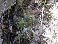 Echinofossulocactus lamellosus