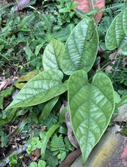 Aristolochia acuminata