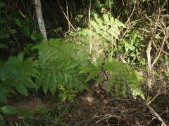 Alsophila latebrosa