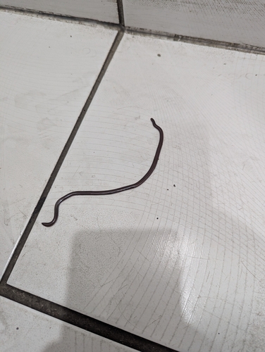 Indotyphlops sighting