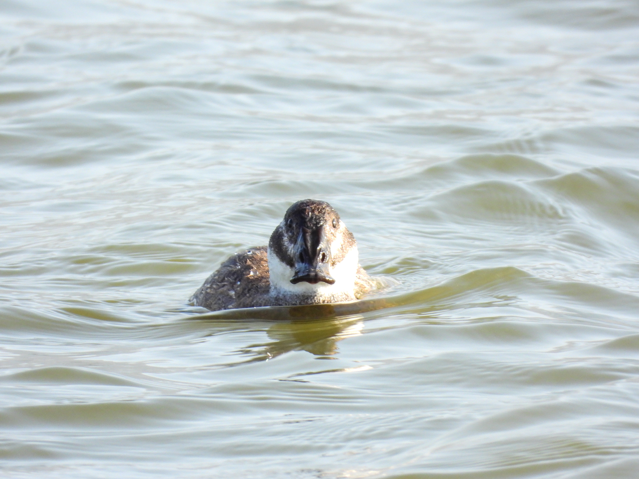 White-headed Duck
