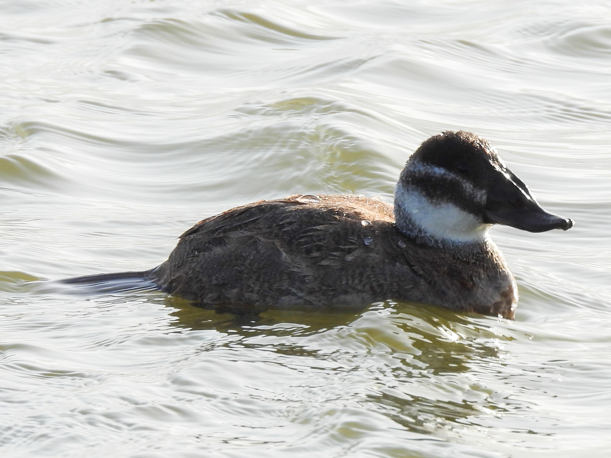 White-headed Duck