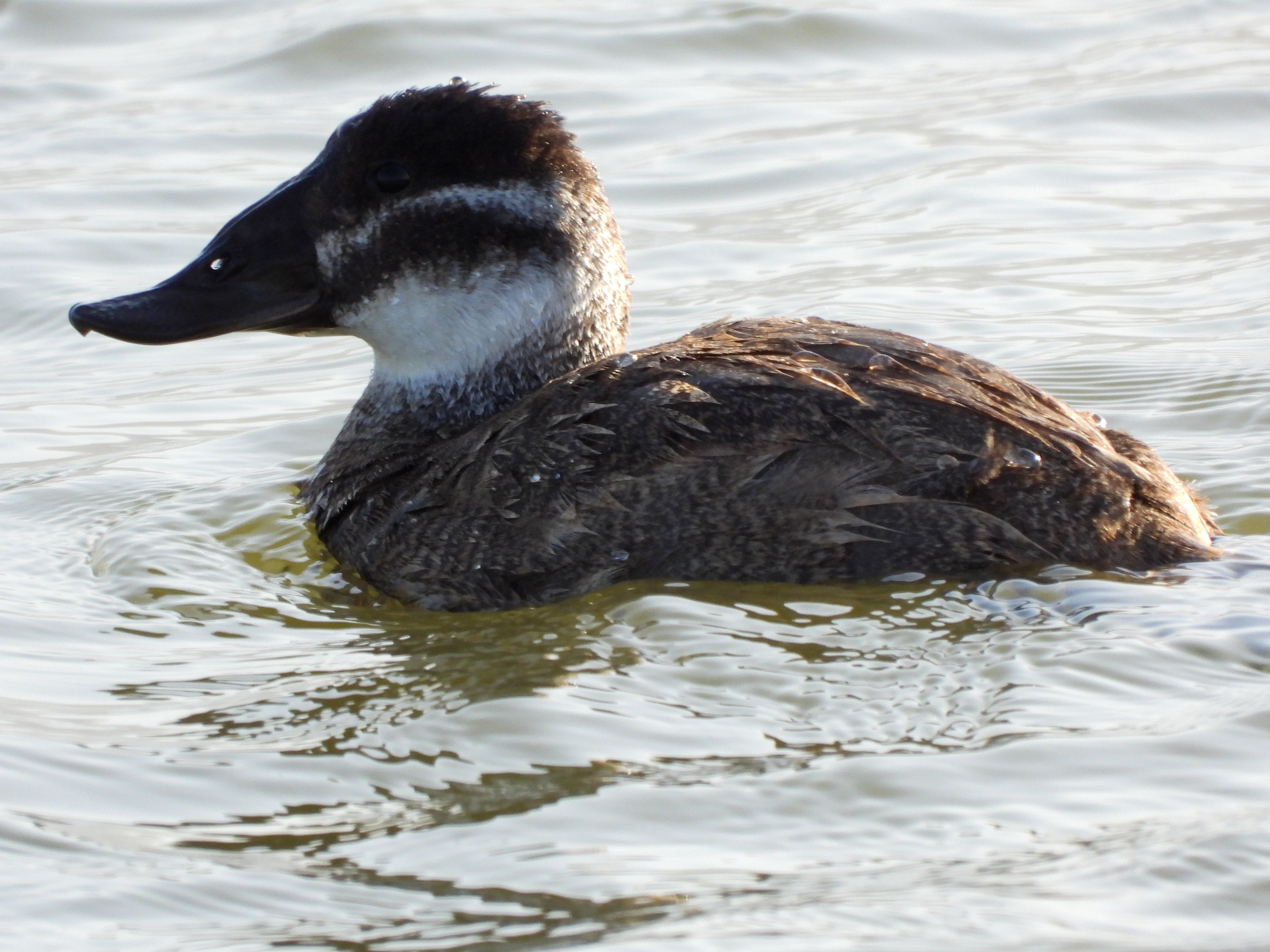 White-headed Duck