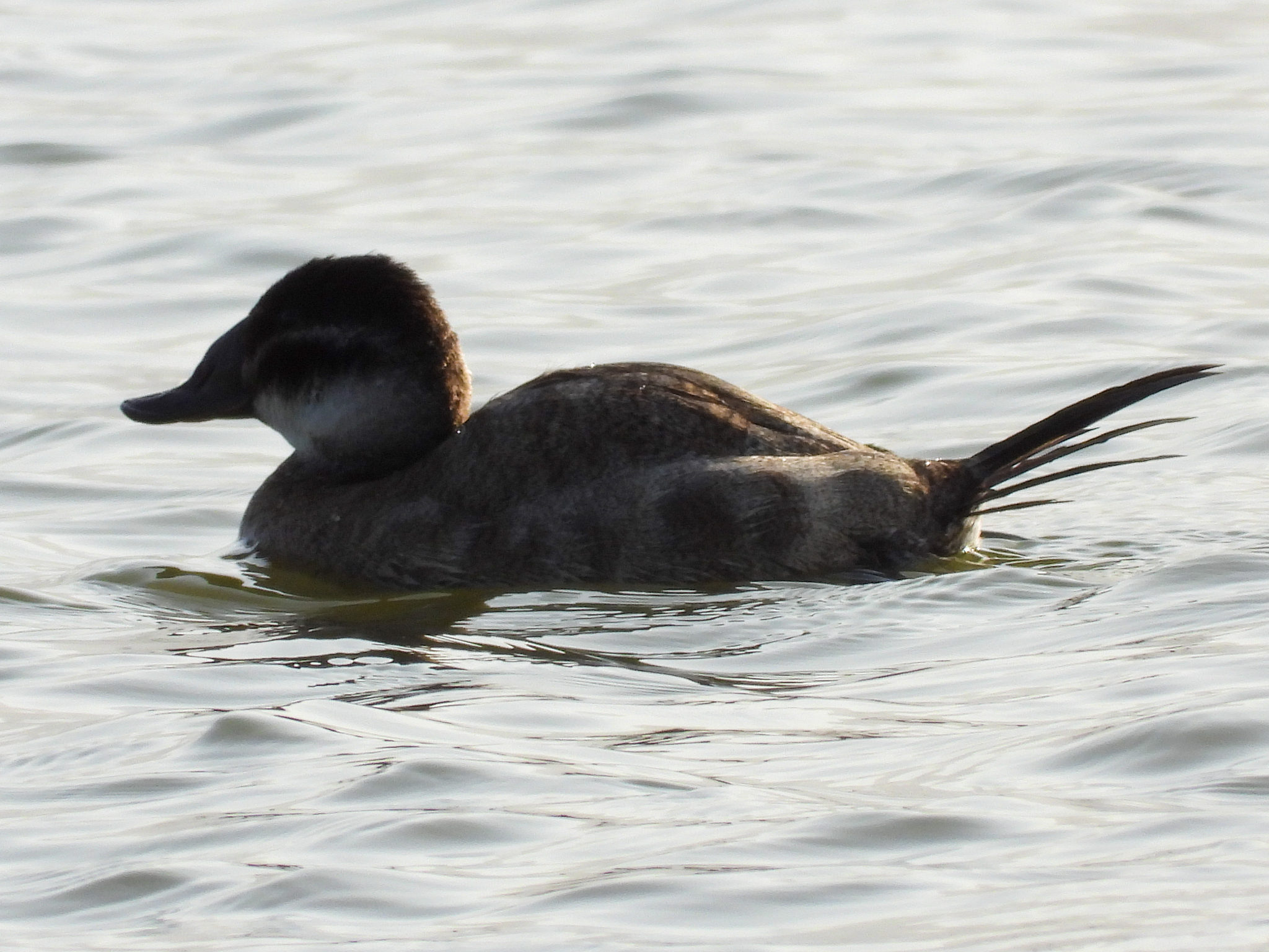 White-headed Duck