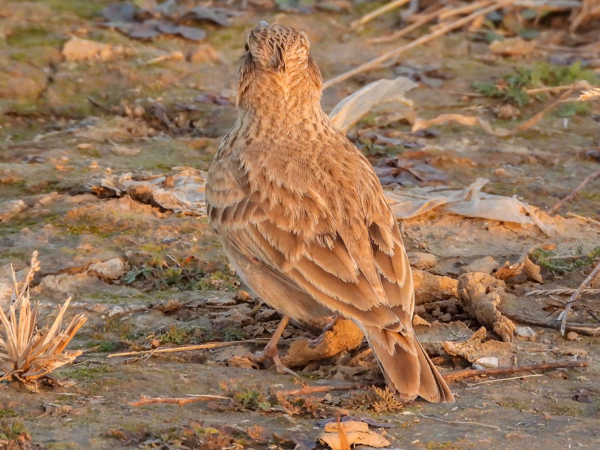 Crested Lark