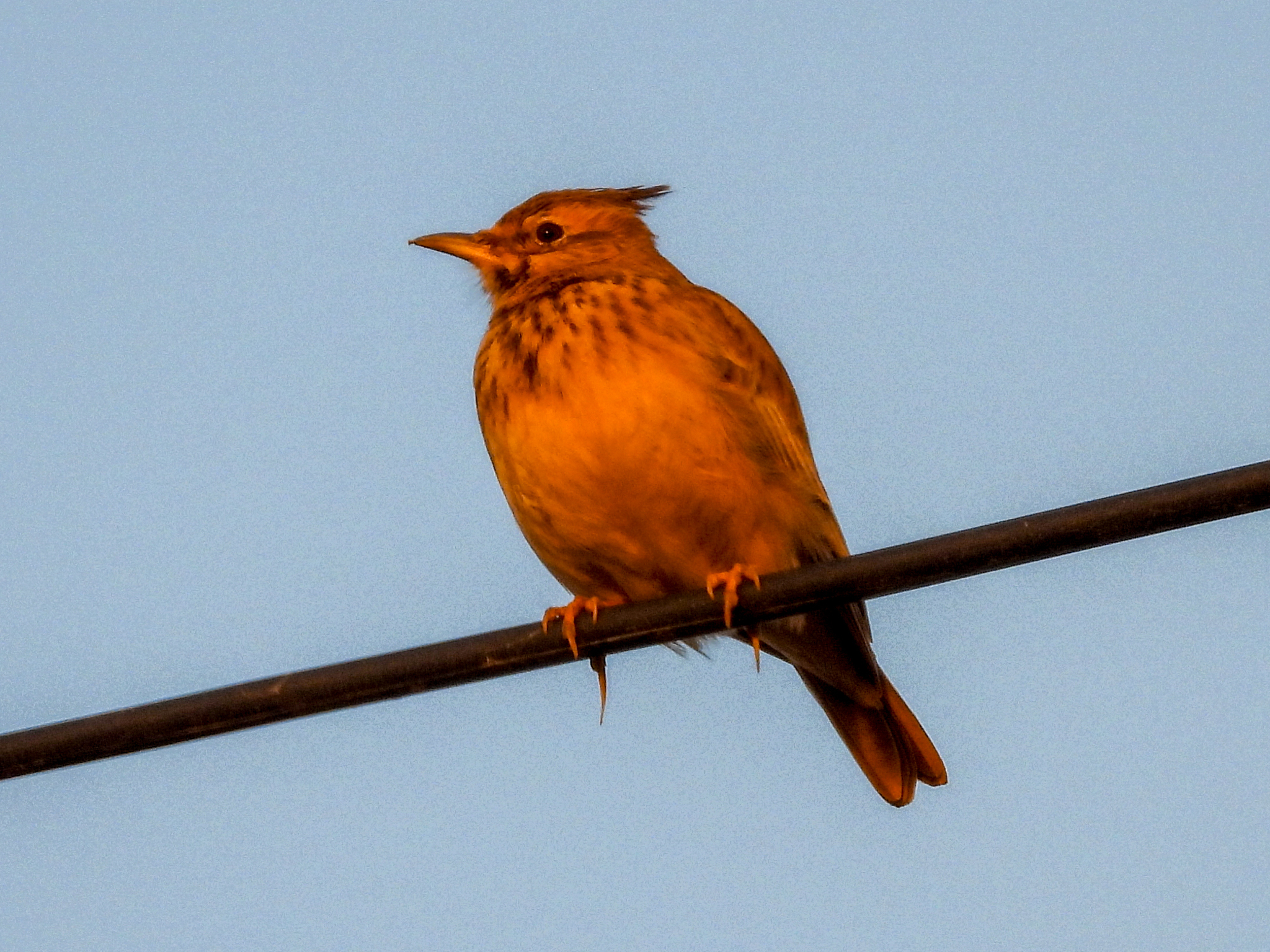 Crested Lark