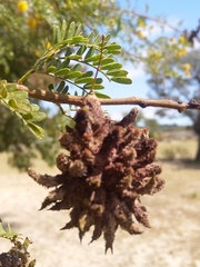 Cephalotelium macowanianum
