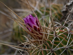 Echinofossulocactus lamellosus