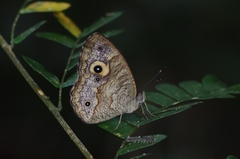 Heteropsis subsimilis