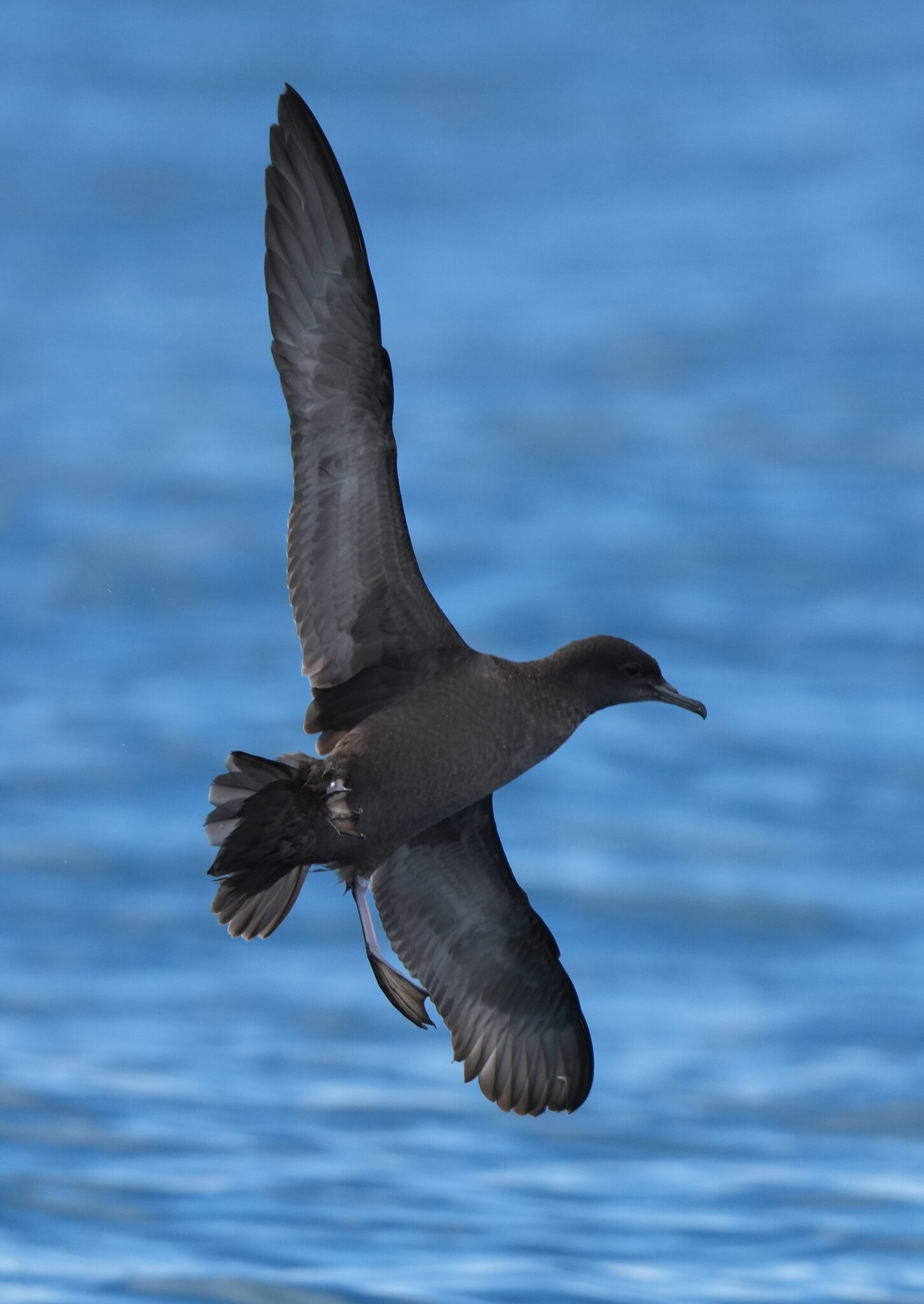 Sooty Shearwater (Ardenna grisea)
