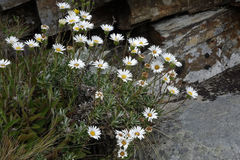 Celmisia angustifolia