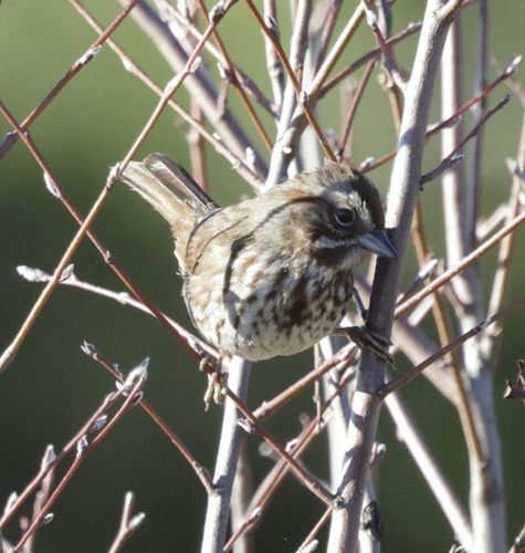 Song Sparrow