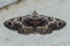 Araeopteron proleuca