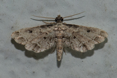Sufetula
