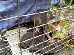 Philander opossum image