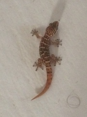 Phyllodactylus martini