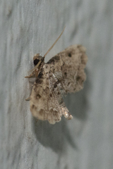 Sufetula