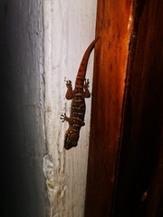 Phyllodactylus martini