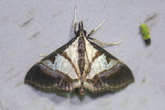 Dausara pamirensis