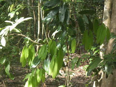 Cinnamomum iners