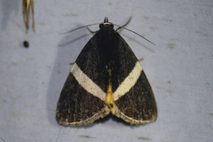 Fodina