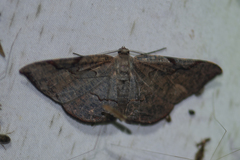 Hypochrosis pyrrhophaeata