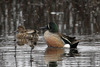 Northern Shoveler × Blue-winged Teal - Photo (c) Donna Pomeroy, some rights reserved (CC BY-NC), uploaded by Donna Pomeroy