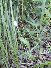 Fritillaria meleagroides