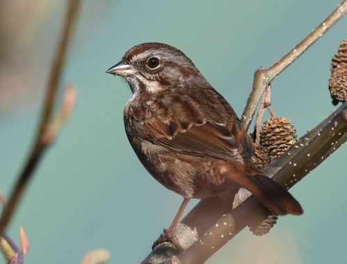 Song Sparrow