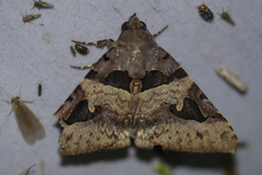 Avatha bubo