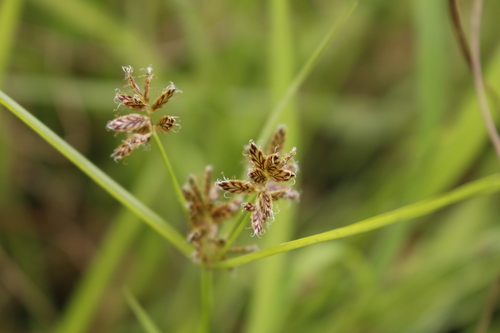 Umbrella Flatsedge (Cyperus diandrus)